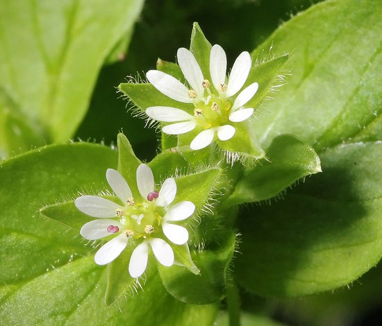 Stellaria Media, common chickweed, flowers closeup