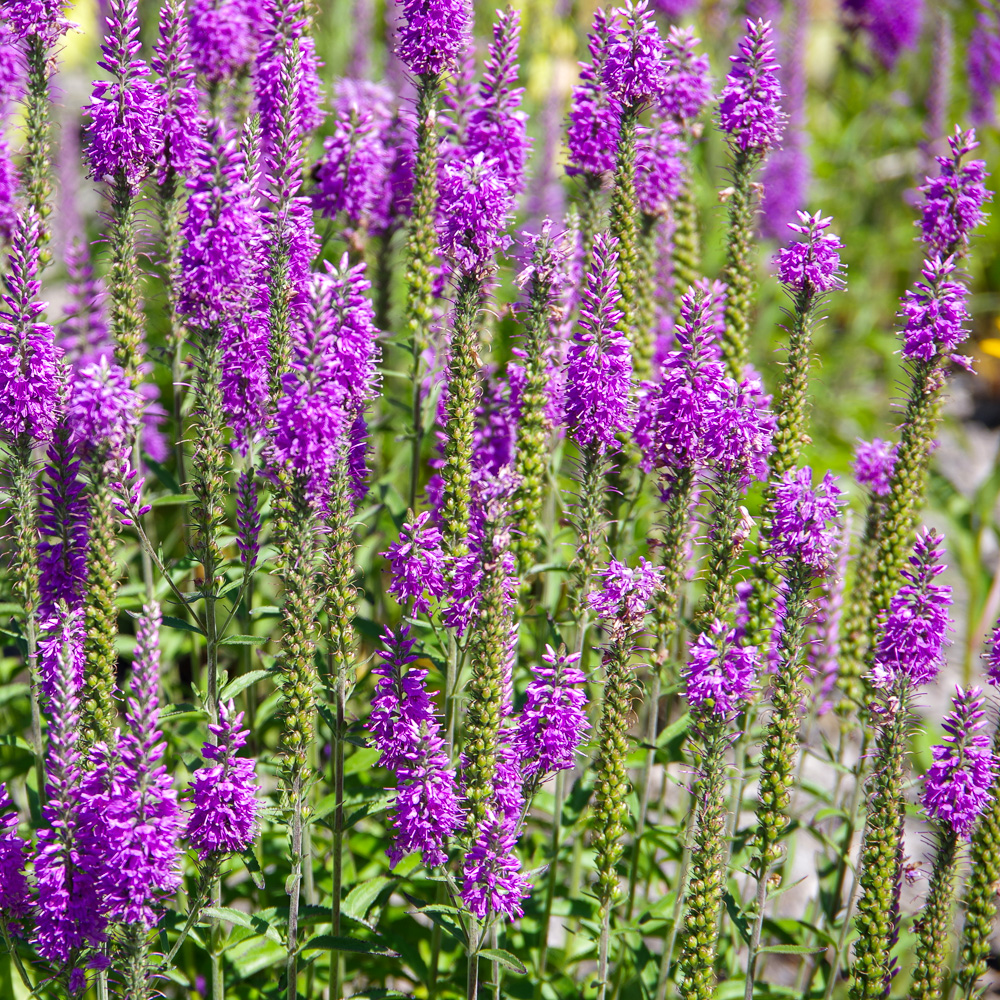 Mexican bush sage