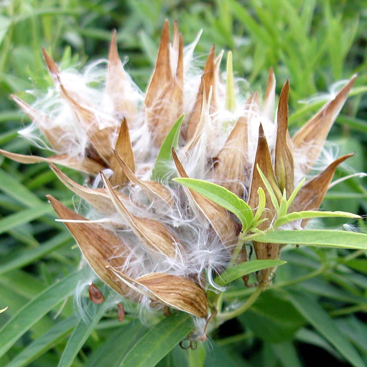 Milkweed seed pods