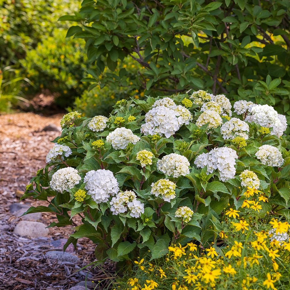 DreamCloud reblooming hydrangea