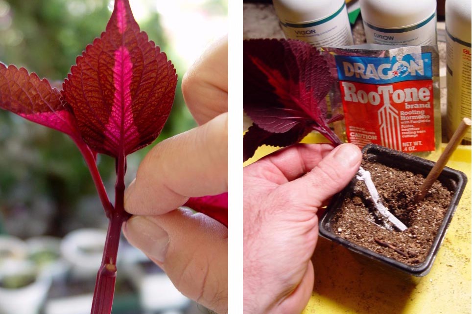 Starting plants from cuttings involves sticking stem tips into damp potting mix in an effort to get them to root. George Weigel