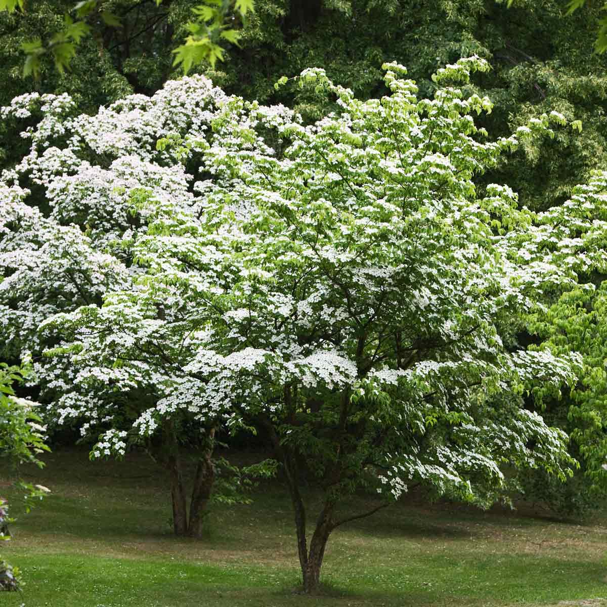 Kousa Dogwood