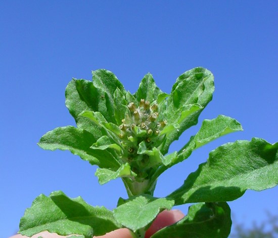 purple cudweed