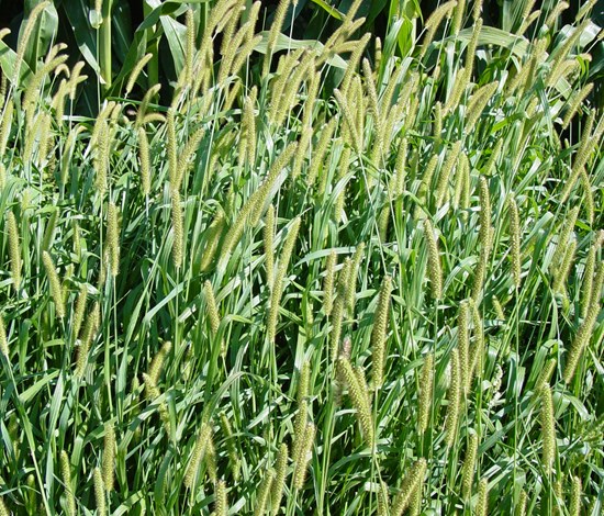 Yellow foxtail (Setaria Pumila)