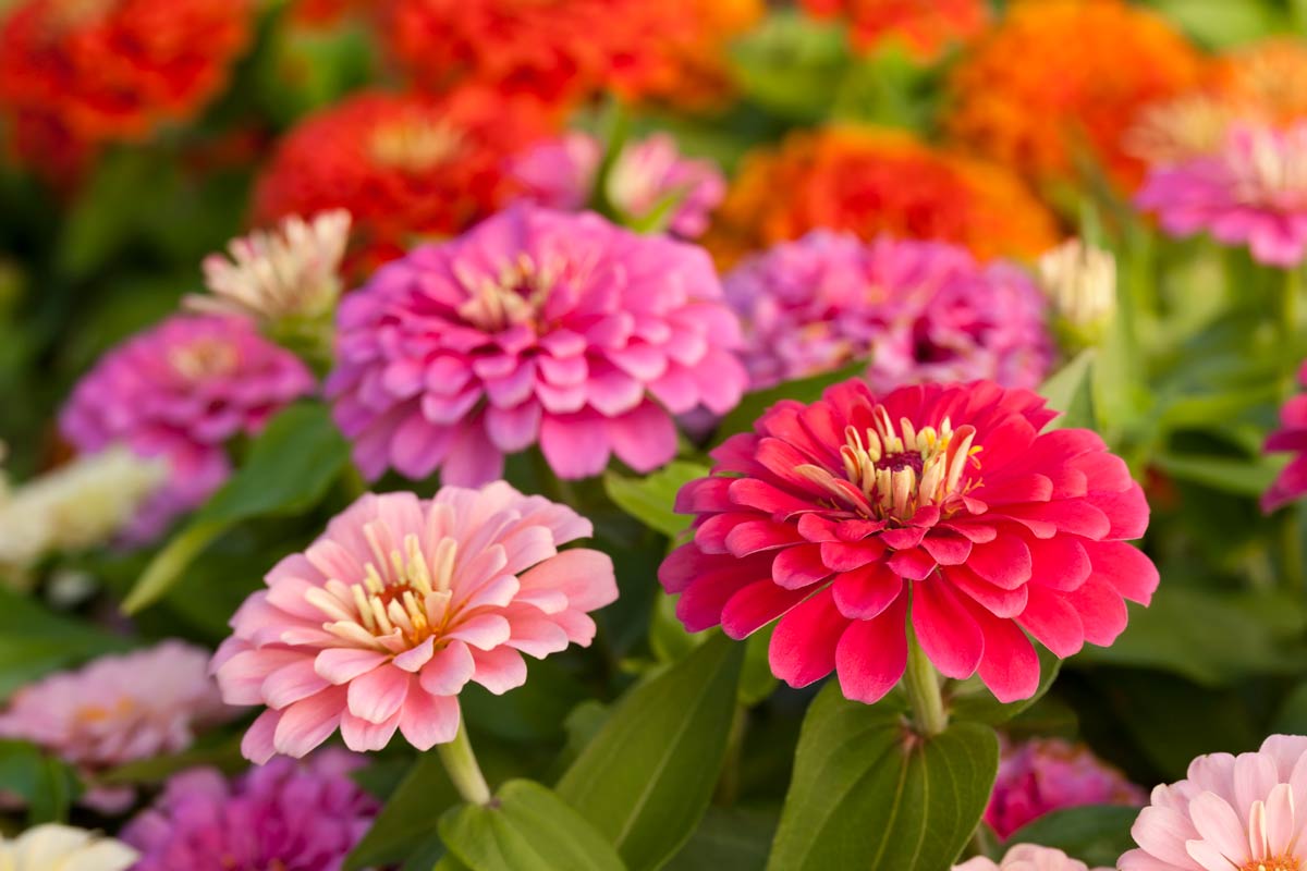 Best Flowers To Grow In Indiana Best Flower Site