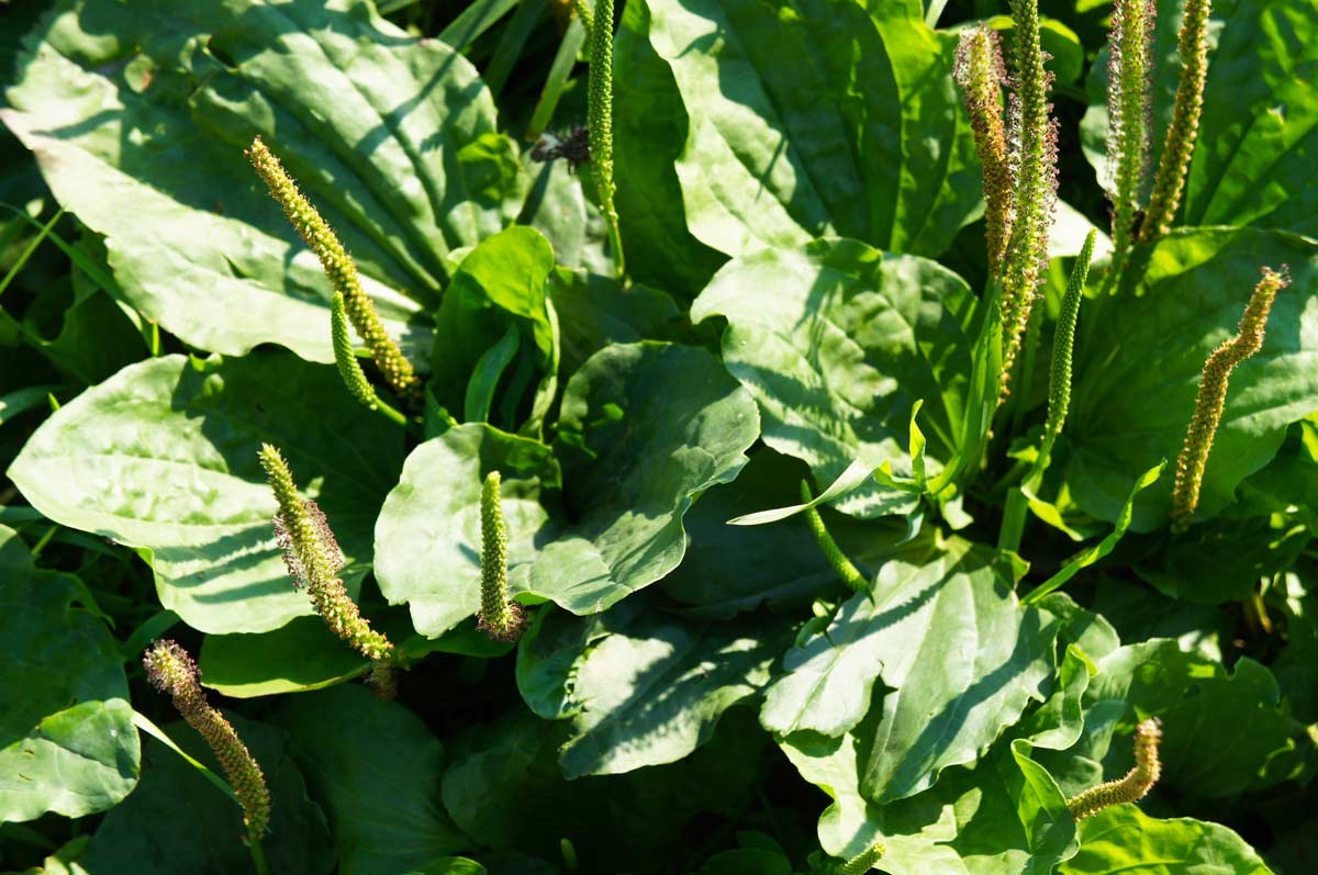 Broadleaf plantain (plantago major)