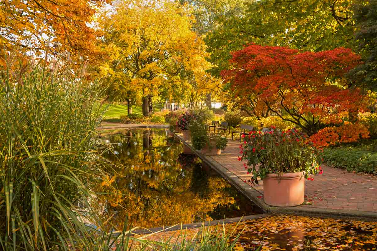 5 Best Shrubs for Fall Color