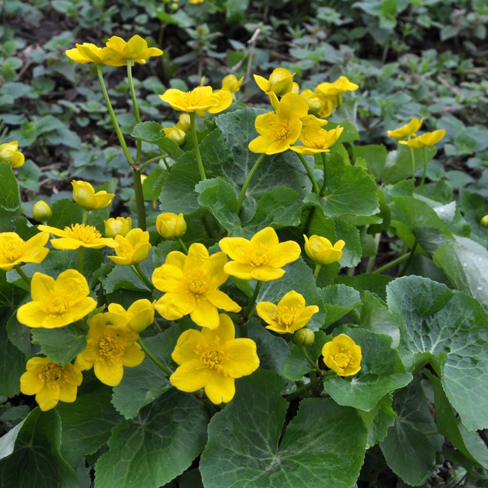 Marsh marigold (Caltha palustris)