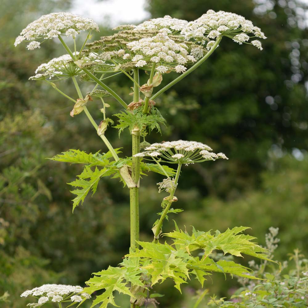 Giant hogweed (Heracleum mantegazzianum)