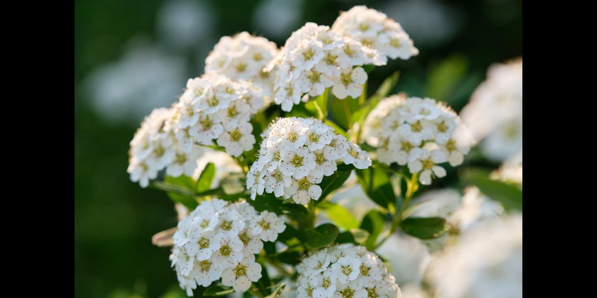 Heat And Drought Tolerant Shrubs Drought Tolerant Plants: Our 15