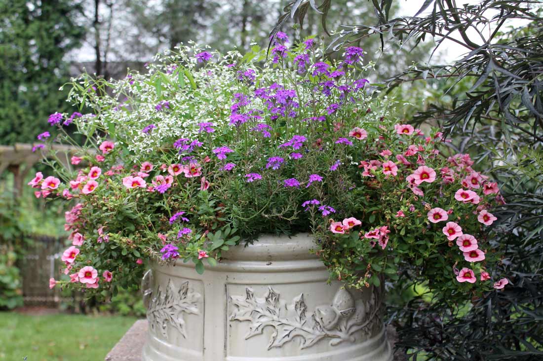 Euphorbia, Calibrachoa, and Verbena