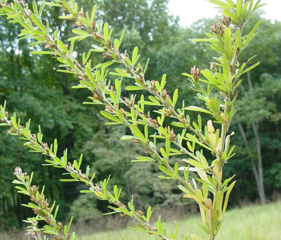 lespedeza