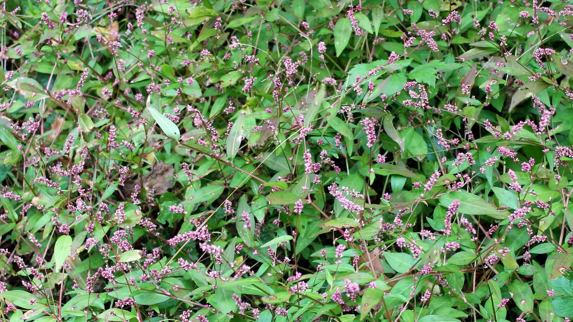 Pennsylvania smartweed has taken over this garden area