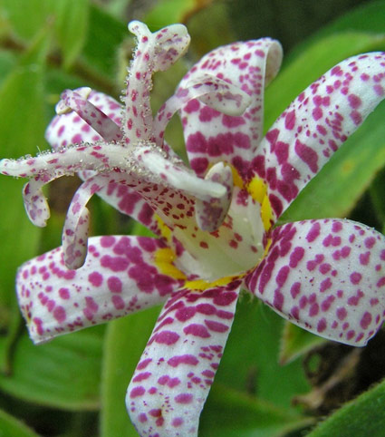 Toad Lily