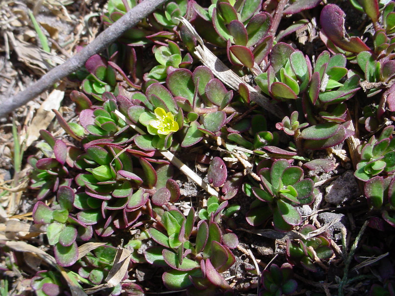 Purslane (Portulaca oleracea)