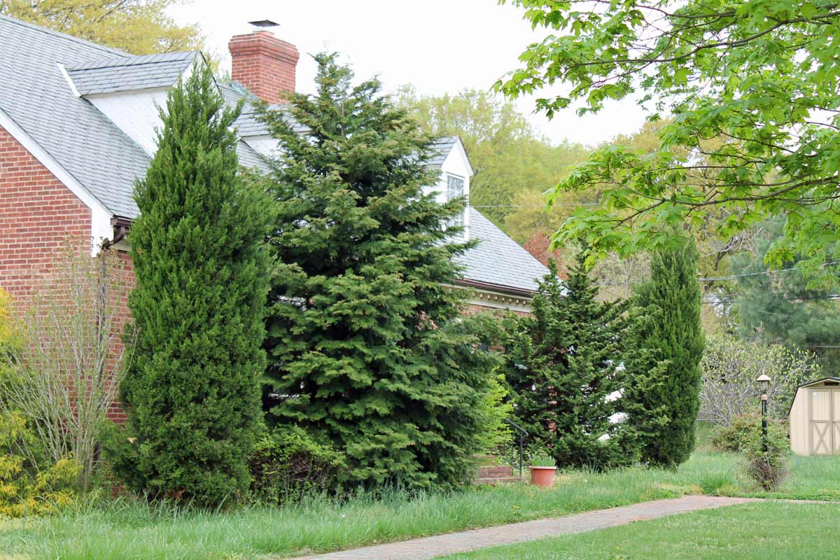 Overgrown trees in front of a brick house