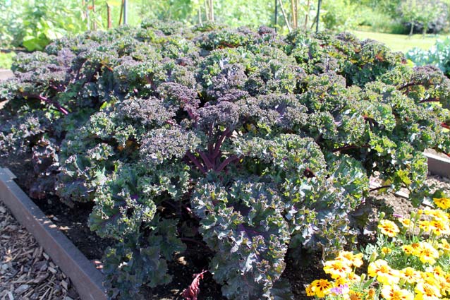 Kale is one colorful plant that can only be planted in fall and looks its best then as well. © George Weigel