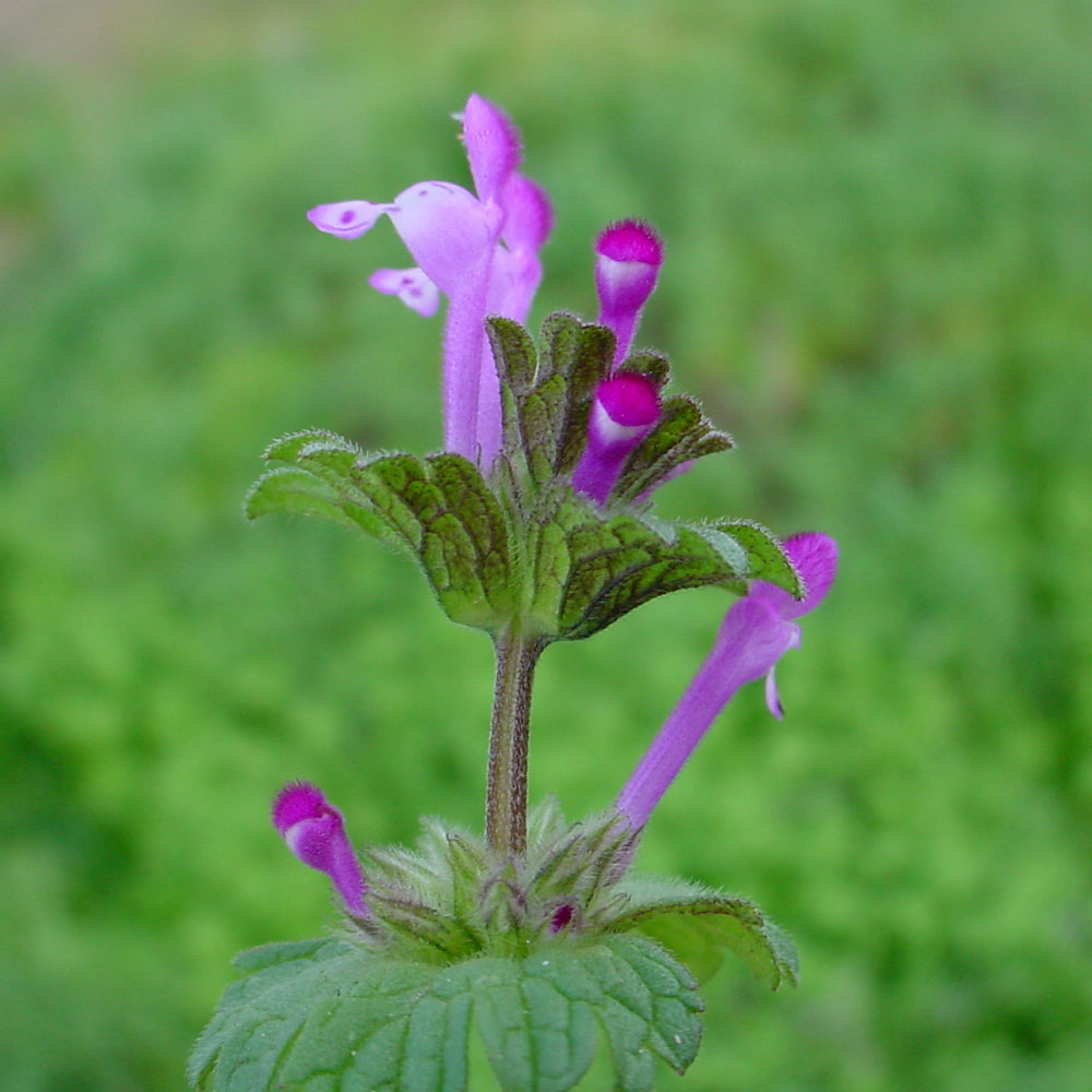 Purple henbit weed flower