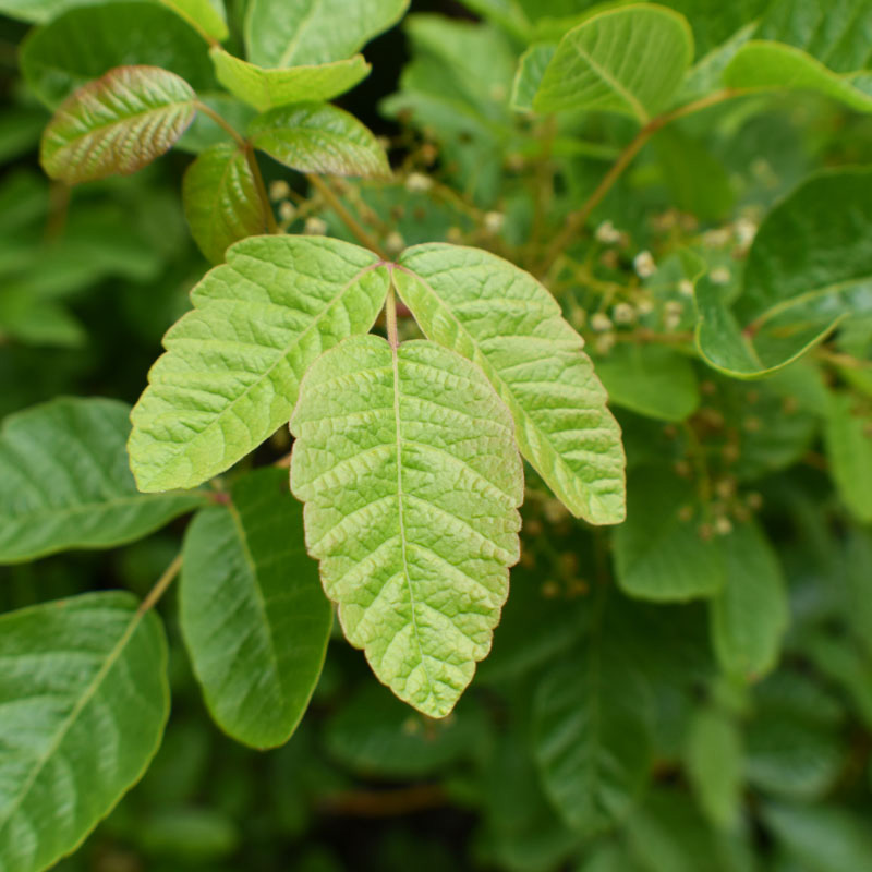 Poison oak