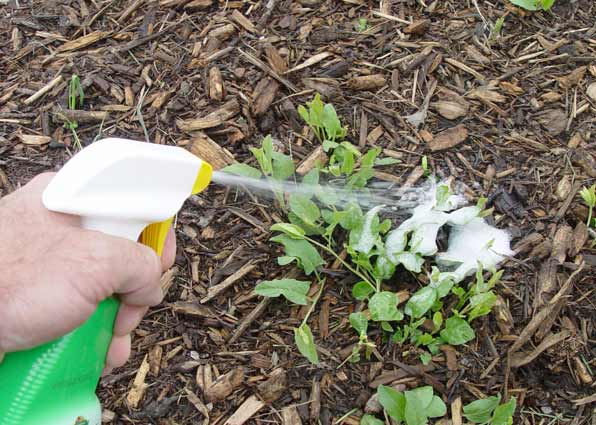 Spraying weed killer