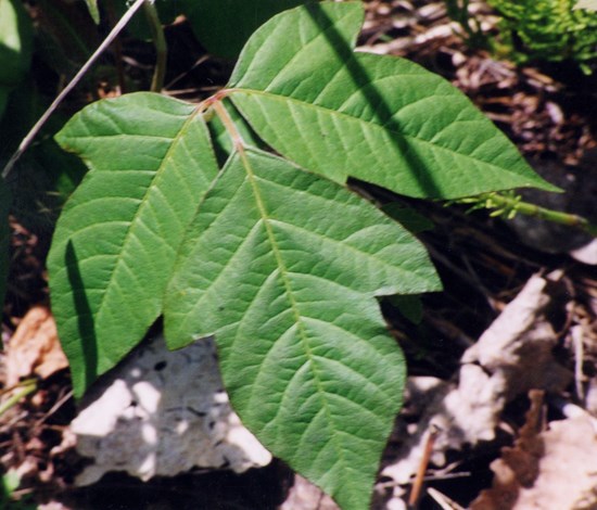poison ivy foliage