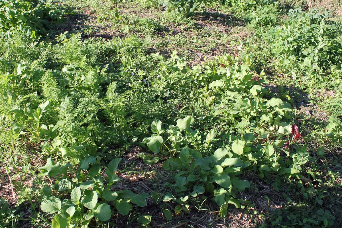 New weeds in recently dug garden bed