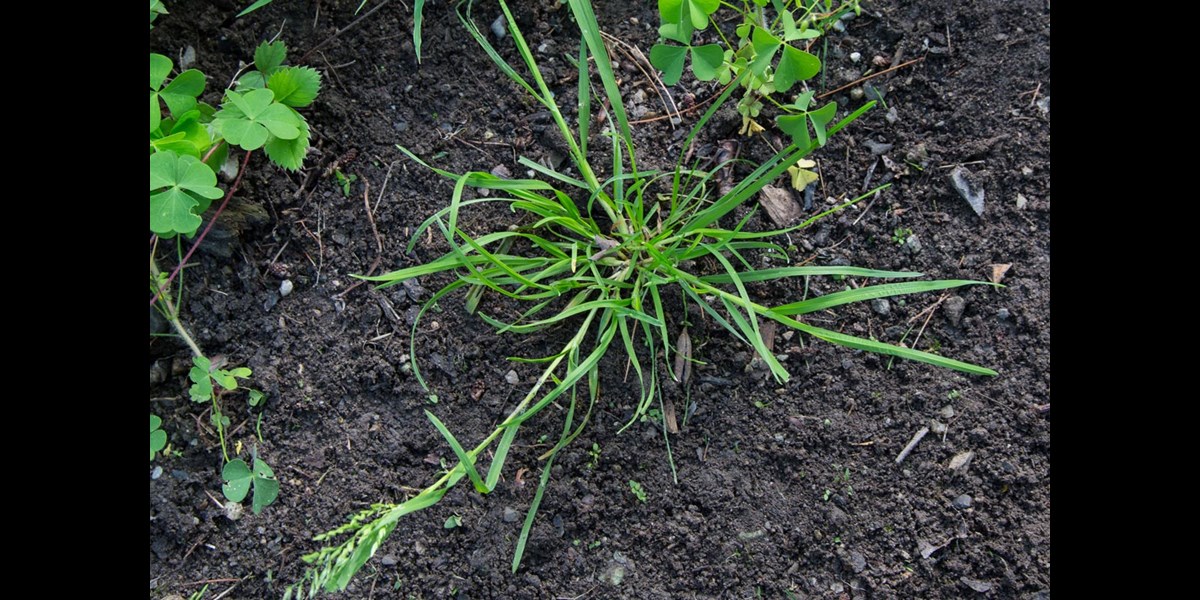 How to Control Annual Bluegrass