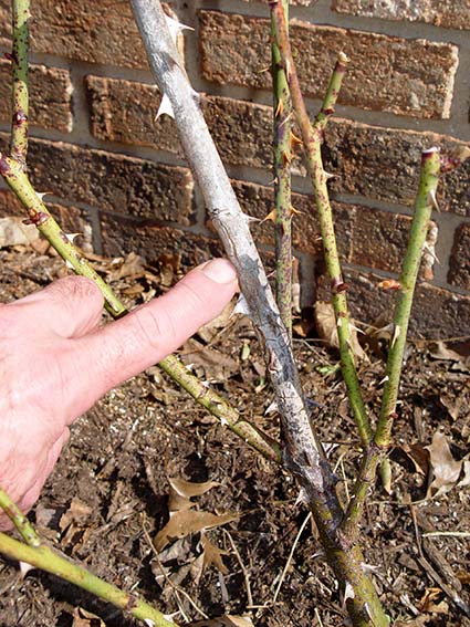 Dead rose canes are gray in color instead of green.