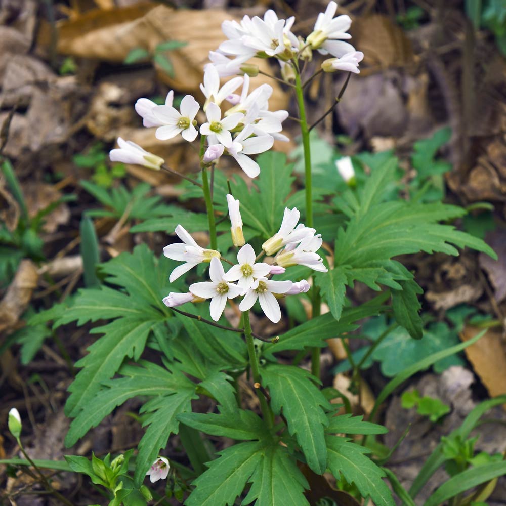 Cut-leaved toothwort (Cardamine concatenata)