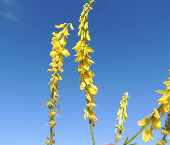 sweetclover flowerheads