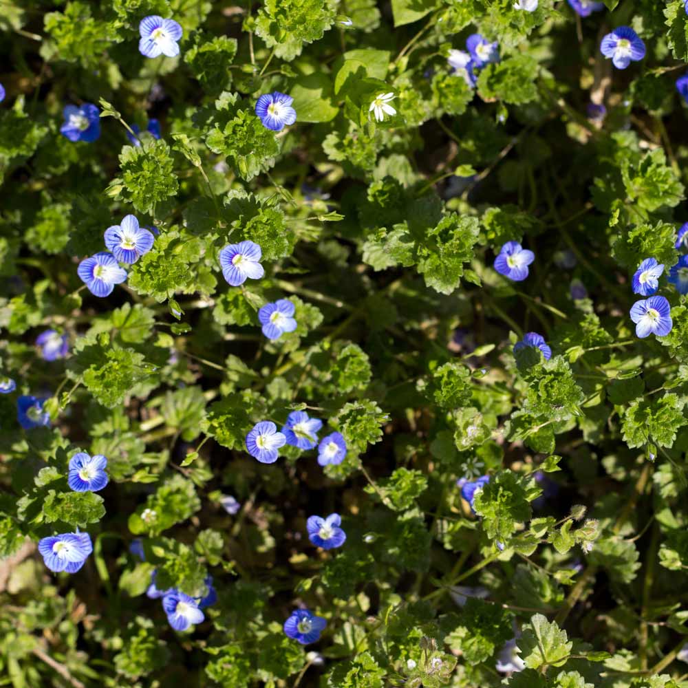 Creeping speedwell (Veronica filiformis)