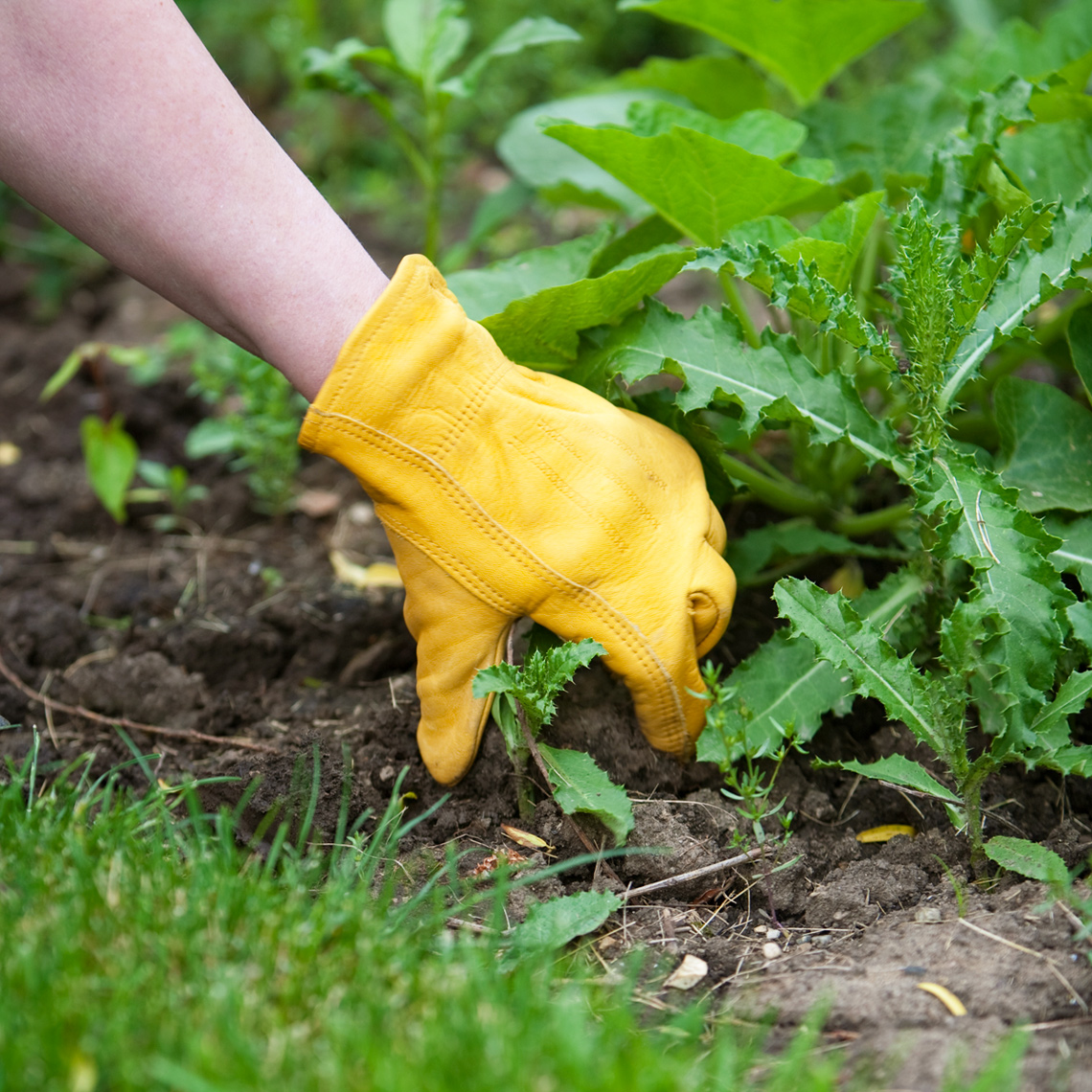 Hand pulling weeds in the garden