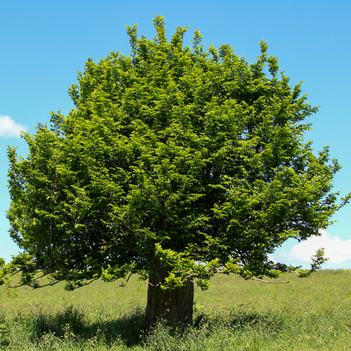 Hornbeam