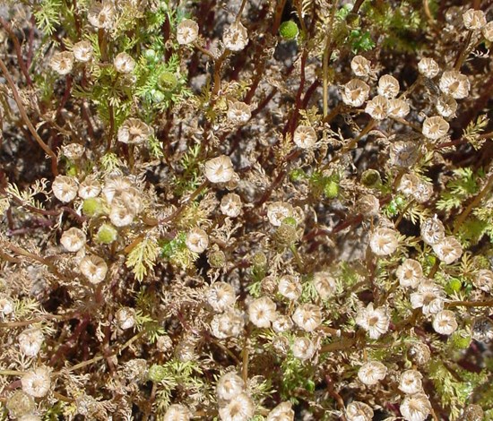 pineappleweed