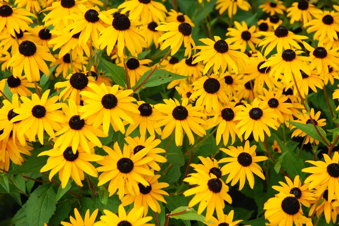 Rudbeckia