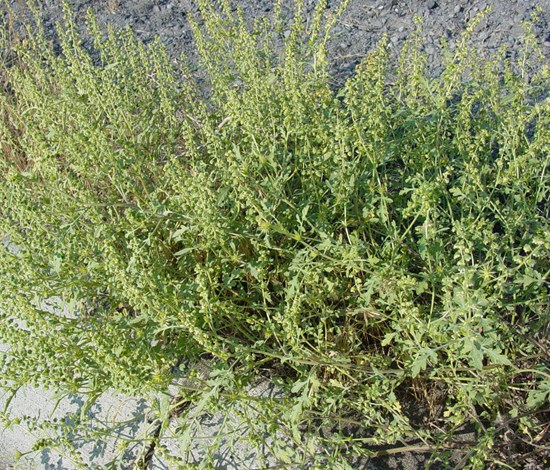 Annual bursage Ambrosia Acanthicarpa