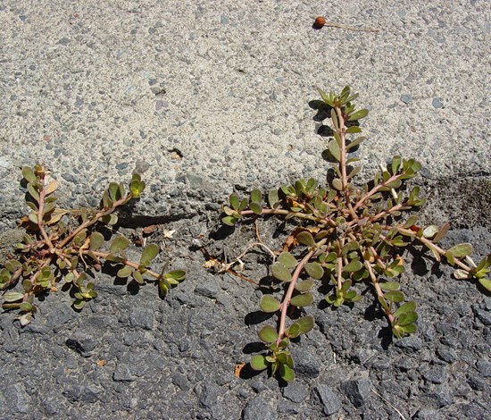 purslane