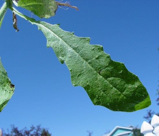 bristly oxtongue