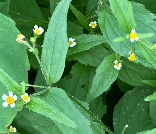 hairy galinsoga
