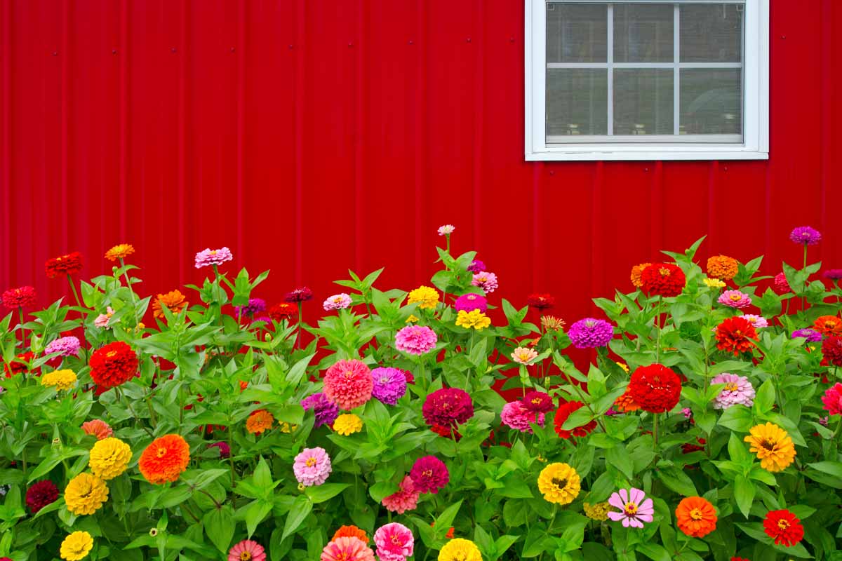 Strawflowers: Long-blooming drought-tolerant flowers! - Garden