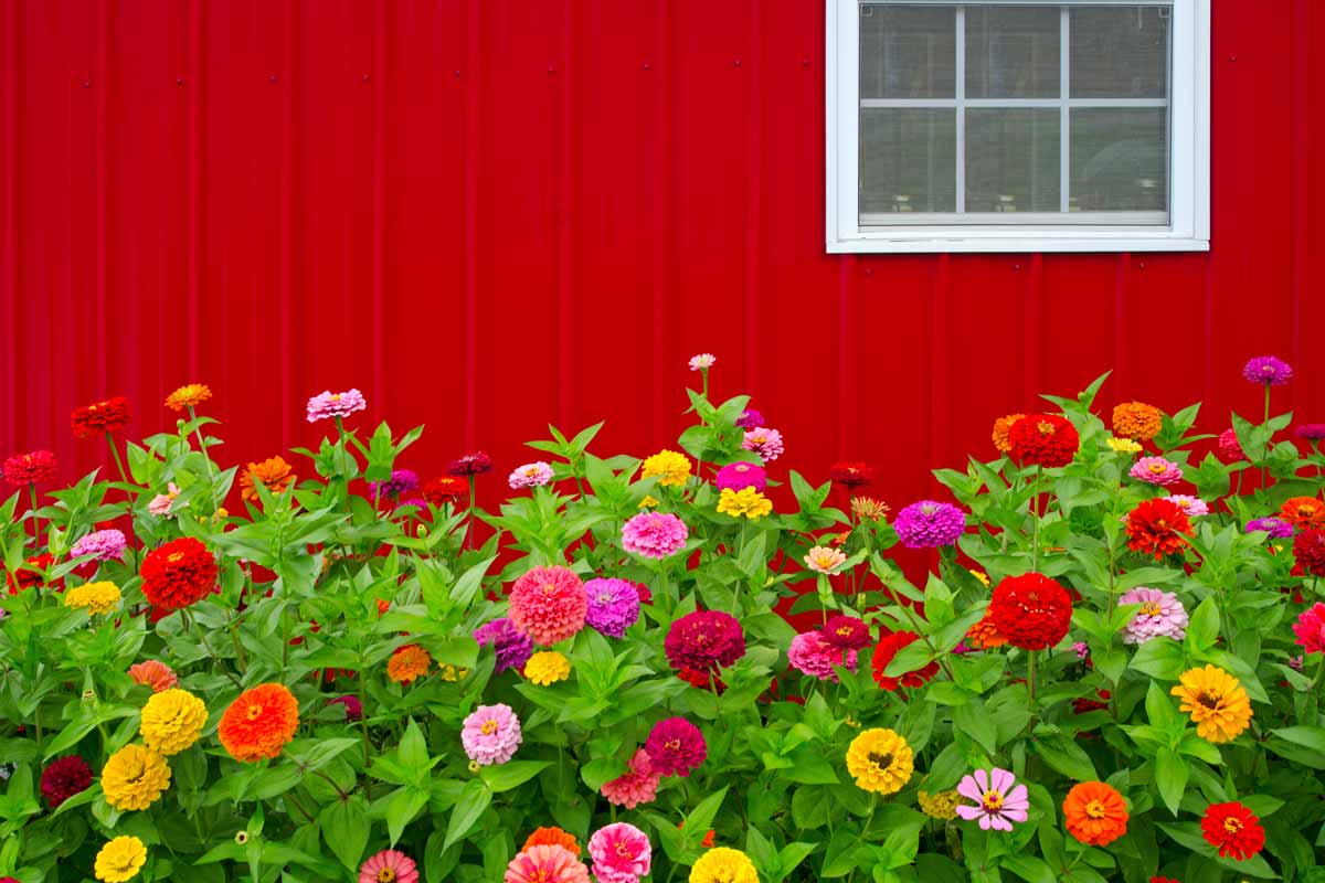 Zinnias