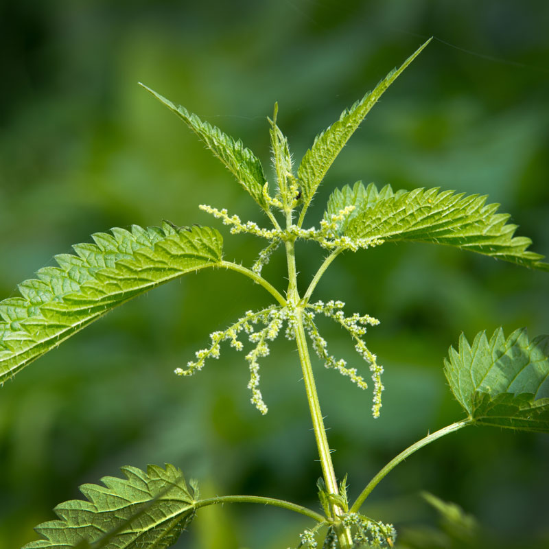 Stinging nettle plant