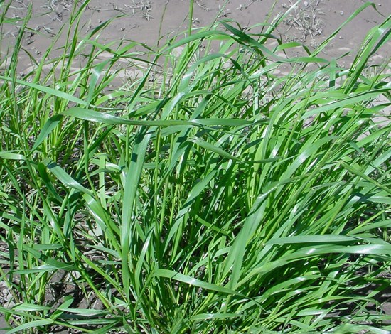 annual ryegrass Lolium perenne var. multiflorum