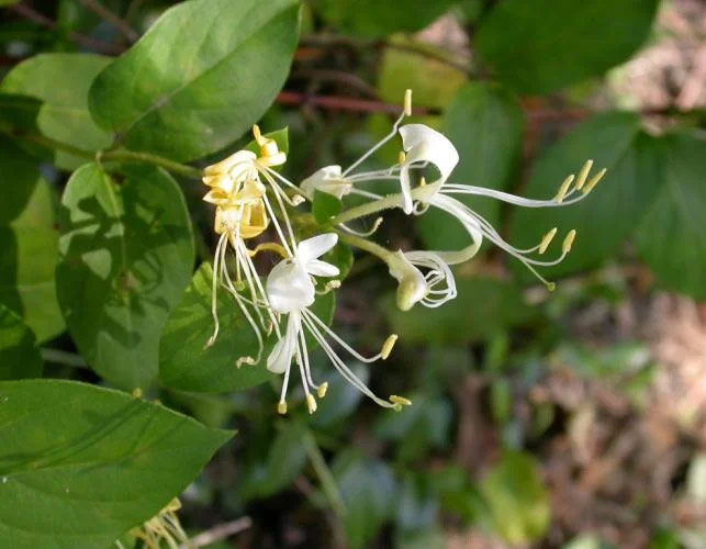 Japanese honeysuckle