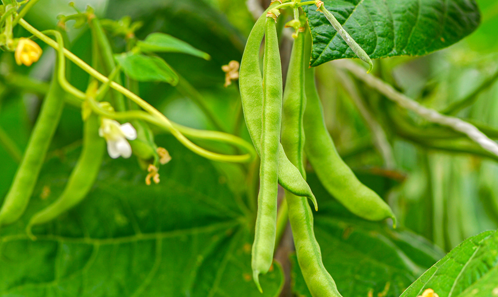 Green Beans