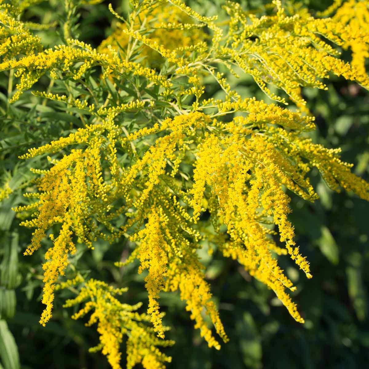 Goldenrod