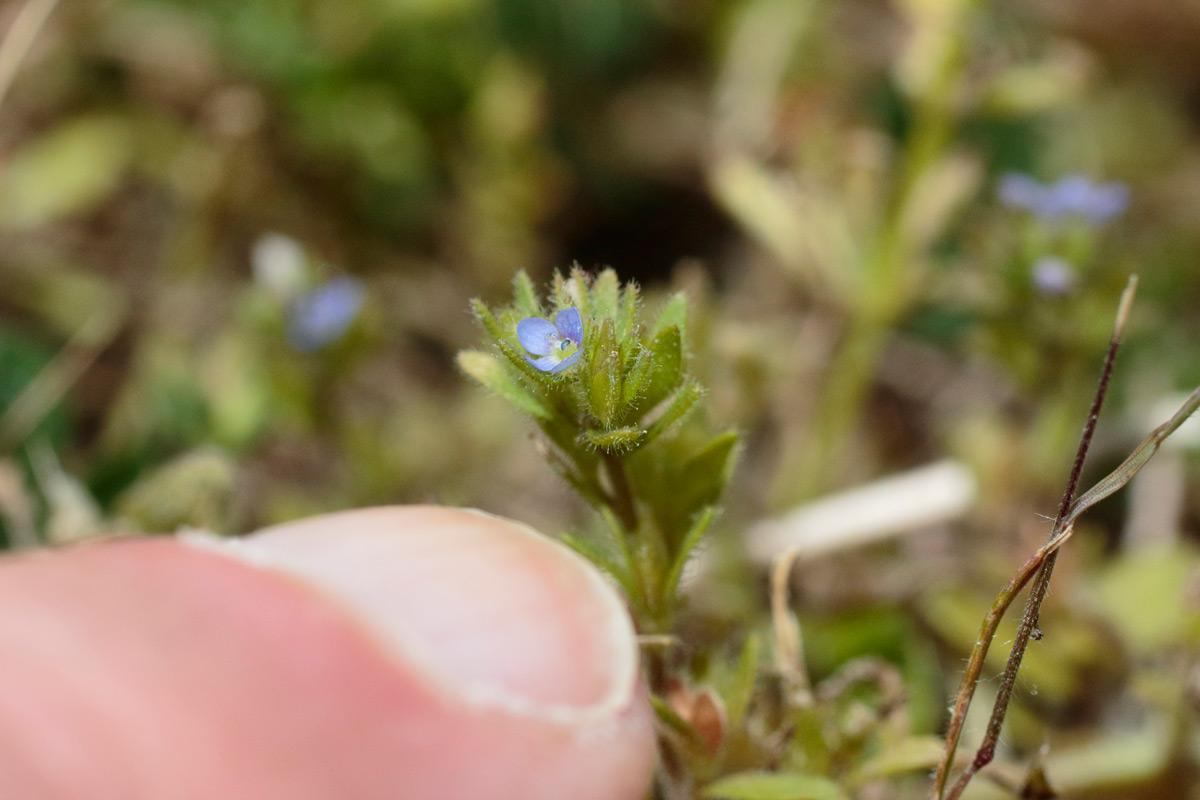 Corn speedwell flower stalk with tiny blue flower