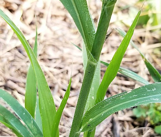 witchgrass stem