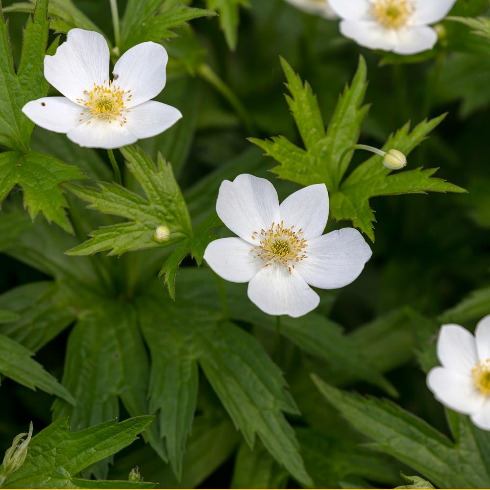 Wood anemone (Anemone quinquefolia)