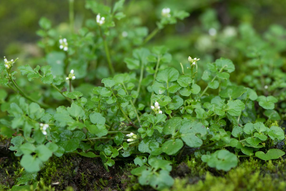 Hairy bittercress (Cardamine hirsuta) is a common weed in the mustard family (Brassicaceae).